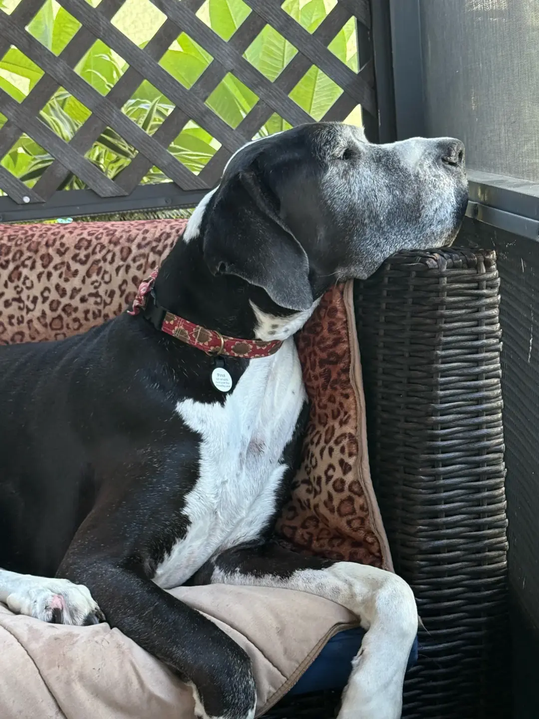 Pinot, a senior black-and-white Great Dane with a gray muzzle and closed eyes rests her chin on the arm of a dark wicker sofa on a screened porch, wearing a red sunflower collar.