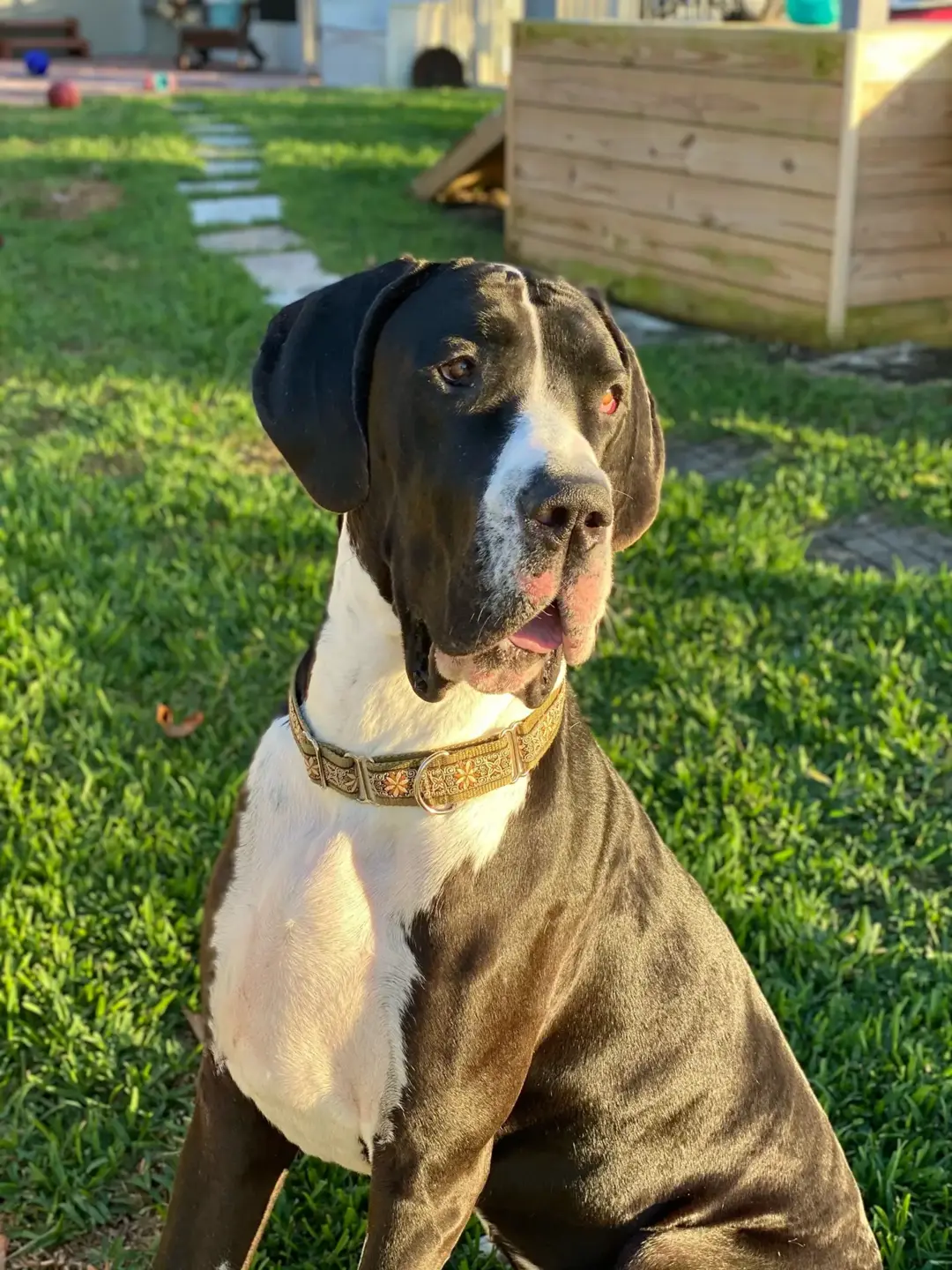 Pinot, a younger black-and-white Great Dane in a wide gold patterned collar sits on a sunny lawn, mouth slightly open, with a stepping-stone path and wooden doghouse behind him.